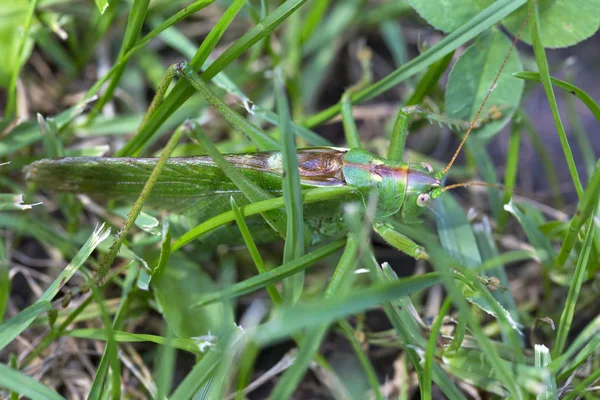 Grasshopper Green Nature Macro View — стоковое фото