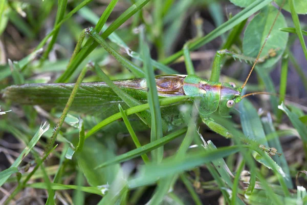 Grasshopper Green Nature Macro View — стоковое фото