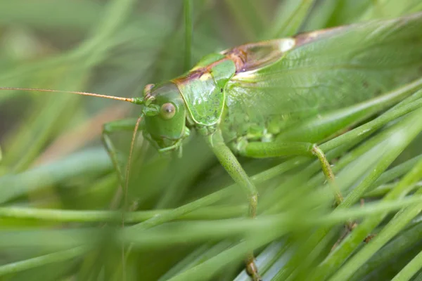 Saltamontes Naturaleza Verde Macro View —  Fotos de Stock