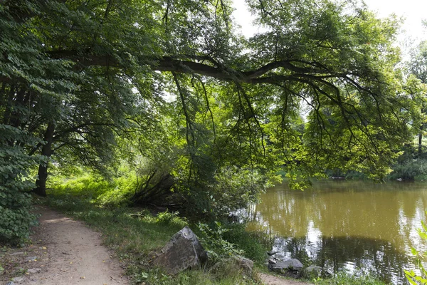 Camino Soledad Romántica Con Viejos Árboles Grandes Sobre Río Sazava — Foto de Stock