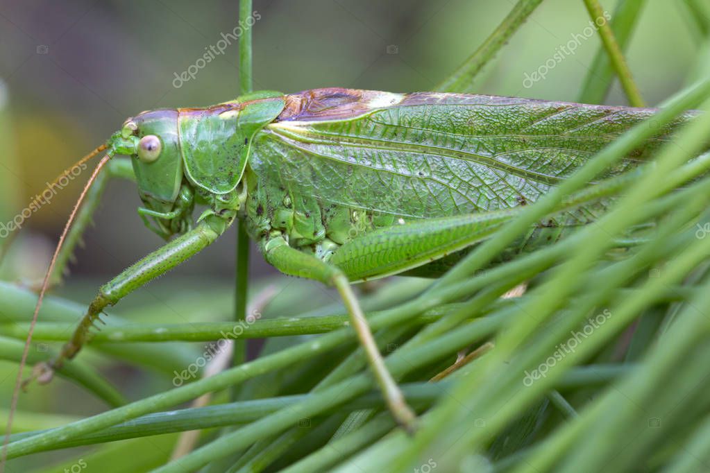 Cajano