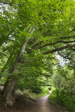 Orta Çek'te Sazava Nehri hakkında eski büyük Ağaçlar ile Romantik yalnızlık Yolu