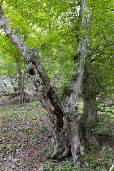 Romantyczna Natura Dawnych Wielkich Drzew Rzece Sazava Środkowej Czech — Zdjęcie stockowe