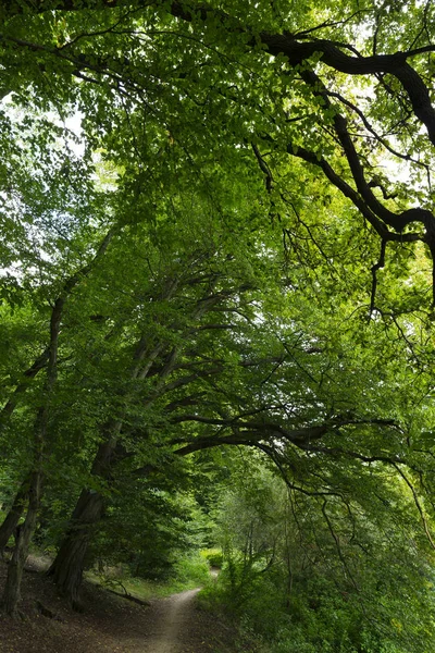 Романтичний Шлях Самотності Старими Великими Деревами Про Річку Сазава Центральній — стокове фото