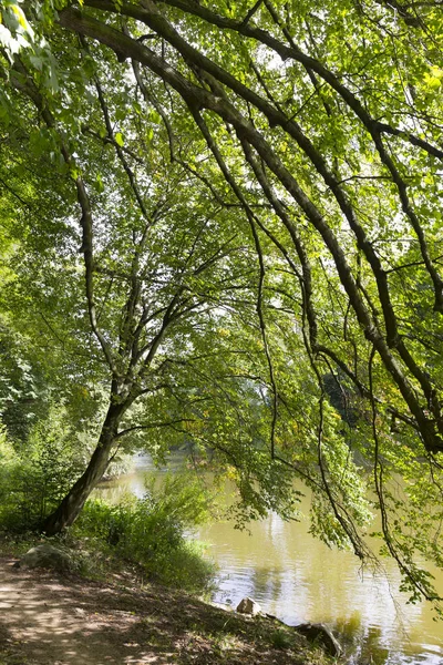 Romantische Natur Mit Alten Großen Bäumen Über Den Fluss Sazava — Stockfoto