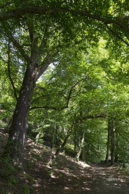Orta Çek'te Sazava Nehri hakkında eski büyük Ağaçlar ile Romantik yalnızlık Yolu