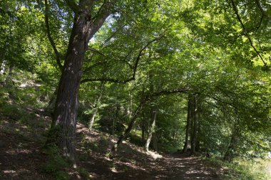 Orta Çek'te Sazava Nehri hakkında eski büyük Ağaçlar ile Romantik yalnızlık Yolu