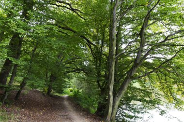 Orta Çek'te Sazava Nehri hakkında eski büyük Ağaçlar ile Romantik yalnızlık Yolu