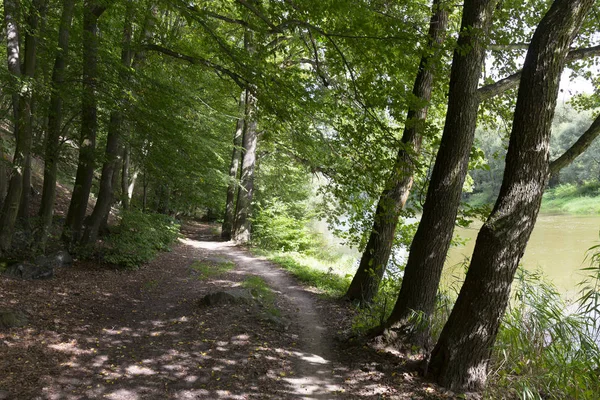 Sentiero Romantico Della Solitudine Con Vecchi Grandi Alberi Sul Fiume — Foto Stock