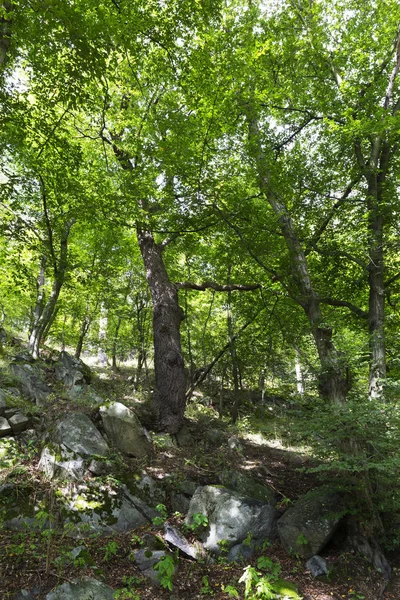 Romantyczna Samotność Ścieżka Dawnych Wielkich Drzew Rzece Sazava Środkowej Czech — Zdjęcie stockowe