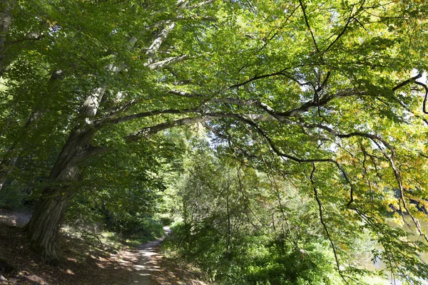 Ερωτική Μοναξιά Μονοπάτι Παλιά Μεγάλα Δέντρα Για Τον Ποταμό Sazava — Φωτογραφία Αρχείου