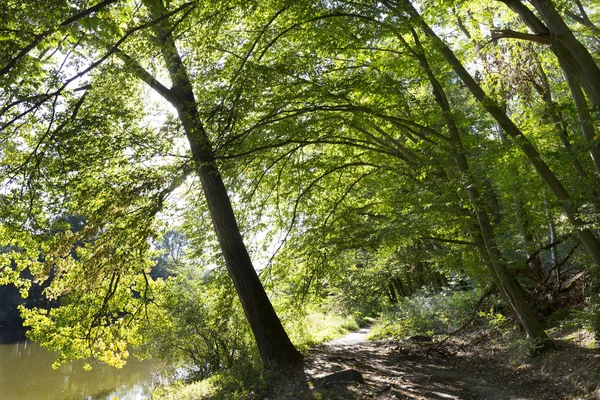 Sentiero Romantico Della Solitudine Con Vecchi Grandi Alberi Sul Fiume — Foto Stock