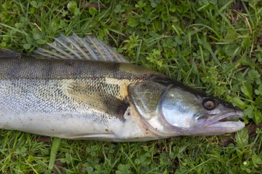 Ayrıntılı olarak Zander, Tatlı su Derin Balık, Sander lucioperca
