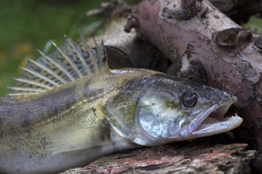 Ayrıntılı olarak Zander, Tatlı su Derin Balık, Sander lucioperca