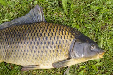 Ayrıntılı olarak Sazan Cyprinus Carpio