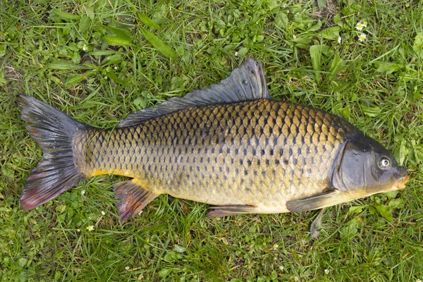 Carpa Cyprinus Carpio Detalhe — Fotografia de Stock