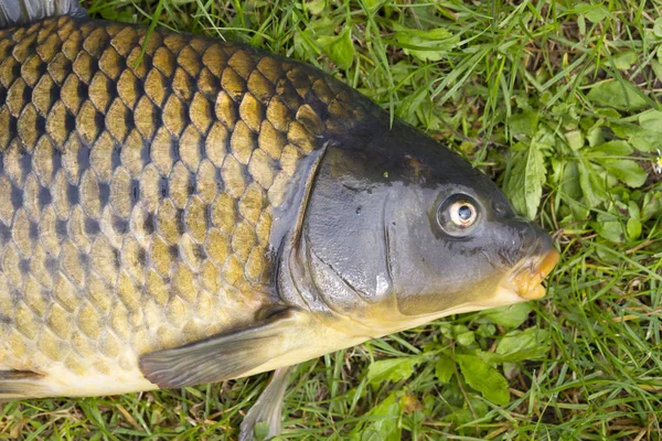 Ayrıntılı olarak Sazan Cyprinus Carpio