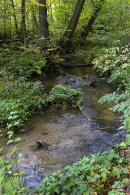 Kuzey Bohemya 'daki Creek, Lusatian Dağları, Çek Cumhuriyeti' ndeki Orman Sonbahar Doğası