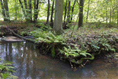 Kuzey Bohemya 'daki Creek, Lusatian Dağları, Çek Cumhuriyeti' ndeki Orman Sonbahar Doğası