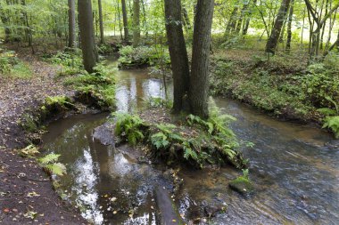 Kuzey Bohemya 'daki Creek, Lusatian Dağları, Çek Cumhuriyeti' ndeki Orman Sonbahar Doğası