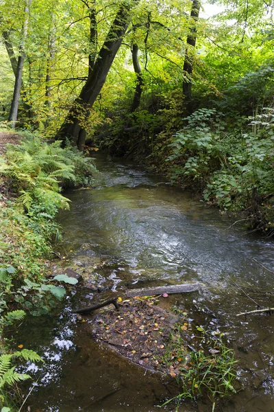 Δάσος Φθινόπωρο Φύση Για Creek Στη Βόρεια Βοημία Lusatian Βουνό — Φωτογραφία Αρχείου