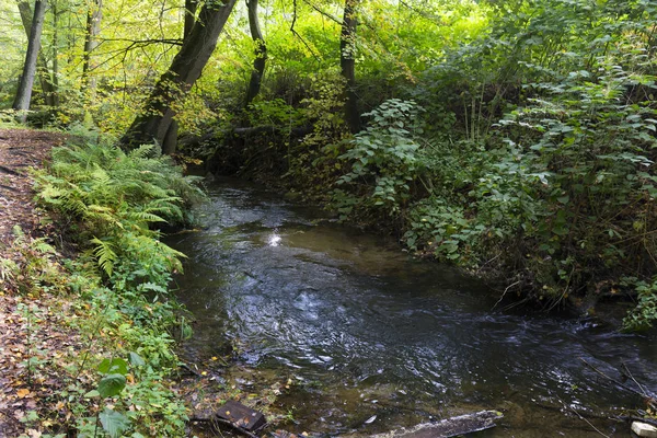 Δάσος Φθινόπωρο Φύση Για Creek Στη Βόρεια Βοημία Lusatian Βουνό — Φωτογραφία Αρχείου