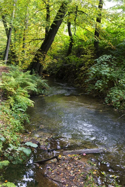 Δάσος Φθινόπωρο Φύση Για Creek Στη Βόρεια Βοημία Lusatian Βουνό — Φωτογραφία Αρχείου