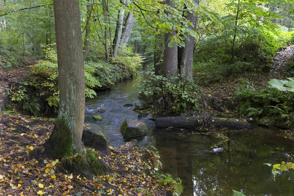 Kuzey Bohemya 'daki Creek, Lusatian Dağları, Çek Cumhuriyeti' ndeki Orman Sonbahar Doğası