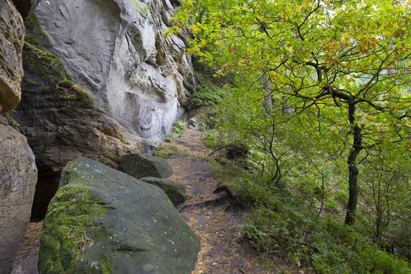 Forest Autumn Nature Creek Northern Bohemia Lusatian Mountains Czech Republic — Stock Photo, Image