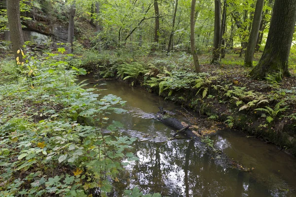 Wald Herbst Natur Über Bach Nordböhmen Saftige Berge Tschechische Republik — Stockfoto