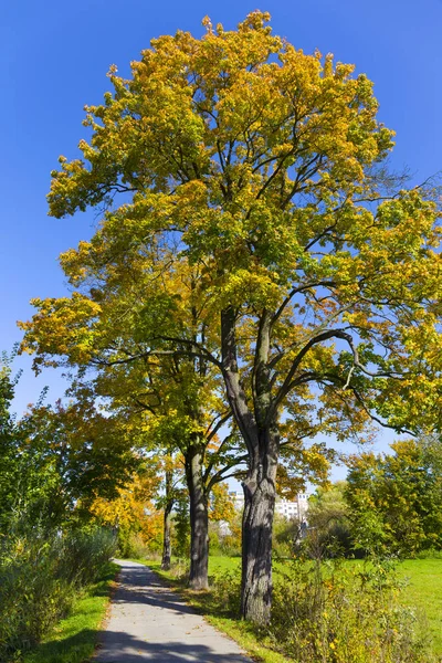 Colorful Autumn Trees Landscape Central Bohemia Czech Republic — Stock Photo, Image