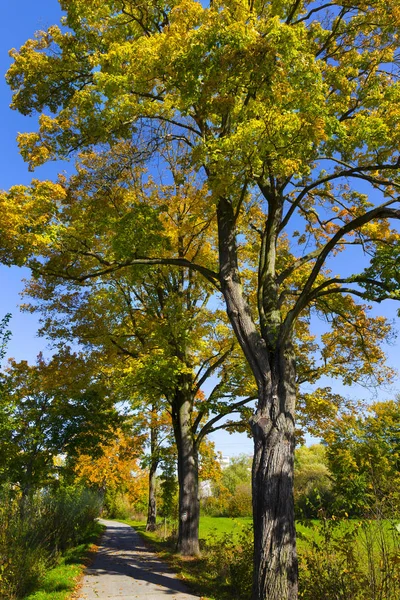 Colorful Autumn Trees Landscape Central Bohemia Czech Republic — Stock Photo, Image