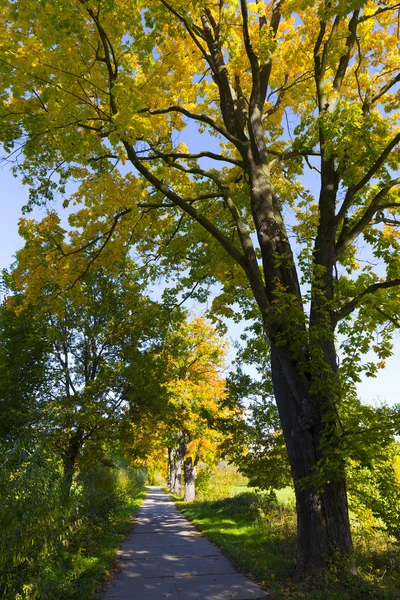 Colorful Autumn Trees Landscape Central Bohemia Czech Republic — Stock Photo, Image