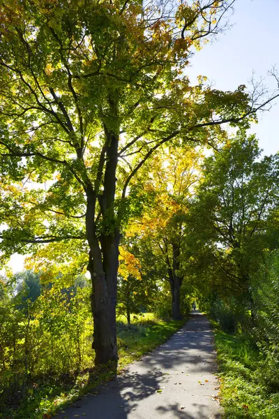 Colorful Autumn Trees Landscape Central Bohemia Czech Republic — Stock Photo, Image