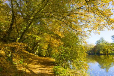 Çek Cumhuriyeti 'nin Merkez Bohemya kentindeki Sazava Nehri hakkında eski büyük ağaçlarla dolu renkli sonbahar doğası