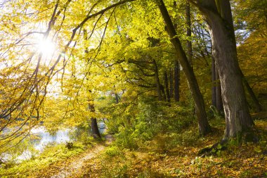 Çek Cumhuriyeti 'nin Merkez Bohemya kentindeki Sazava Nehri hakkında eski büyük ağaçlarla dolu renkli sonbahar doğası