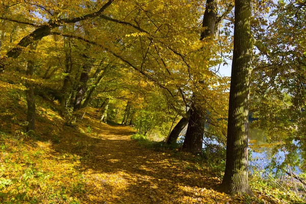 Kolorowa Jesień Natura Starymi Dużymi Drzewami Rzece Sazawie Czechach Środkowych — Zdjęcie stockowe