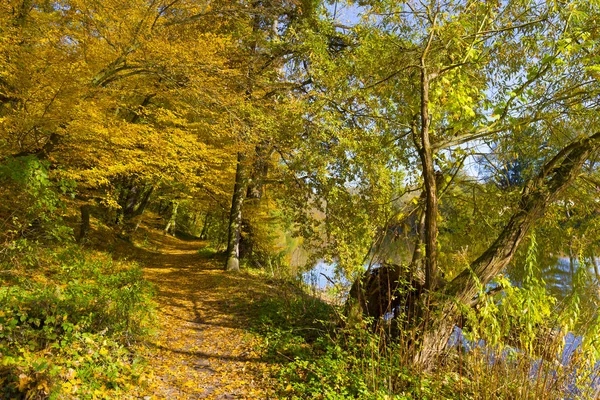 Kleurrijke Herfst Natuur Met Oude Grote Bomen Rivier Sazava Midden — Stockfoto
