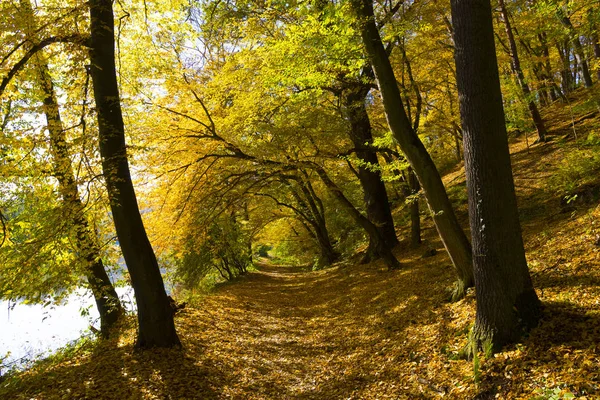 Colorful Autumn Nature Old Big Trees River Sazava Central Bohemia — Stock Photo, Image