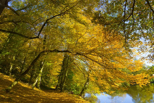 Outono Colorido Natureza Com Grandes Árvores Velhas Sobre Rio Sazava — Fotografia de Stock