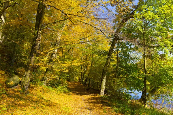 Colorful Autumn Nature Old Big Trees River Sazava Central Bohemia — Stock Photo, Image