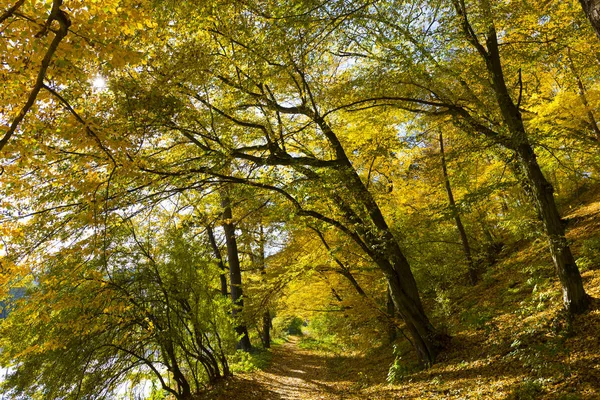 Barevný Podzim Příroda Starými Velkými Stromy Kolem Řeky Sazavy Středních — Stock fotografie