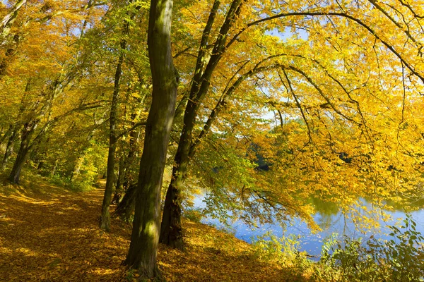 Красочная Осень Nature Old Big Trees River Sazava Central Bohemia — стоковое фото