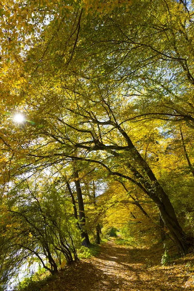 Colorida Naturaleza Otoñal Con Viejos Árboles Grandes Sobre Río Sazava — Foto de Stock