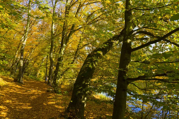 Outono Colorido Natureza Com Grandes Árvores Velhas Sobre Rio Sazava — Fotografia de Stock