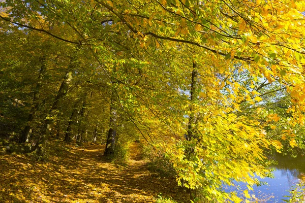 Kolorowa Jesień Natura Starymi Dużymi Drzewami Rzece Sazawie Czechach Środkowych — Zdjęcie stockowe