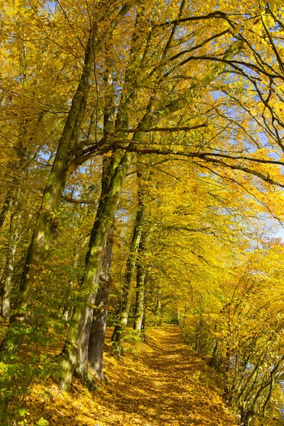 Colorida Naturaleza Otoñal Con Viejos Árboles Grandes Sobre Río Sazava — Foto de Stock