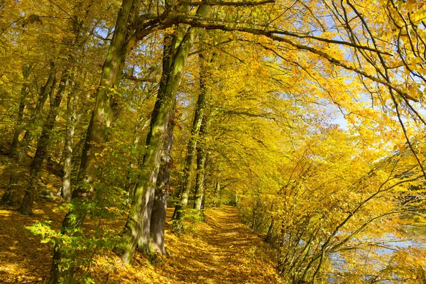 Kolorowa Jesień Natura Starymi Dużymi Drzewami Rzece Sazawie Czechach Środkowych — Zdjęcie stockowe