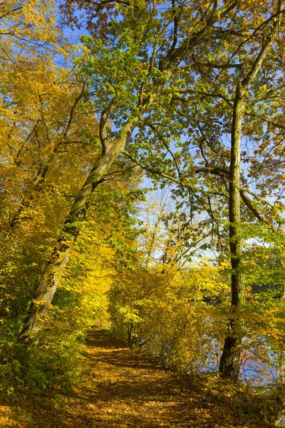 Outono Colorido Natureza Com Grandes Árvores Velhas Sobre Rio Sazava — Fotografia de Stock