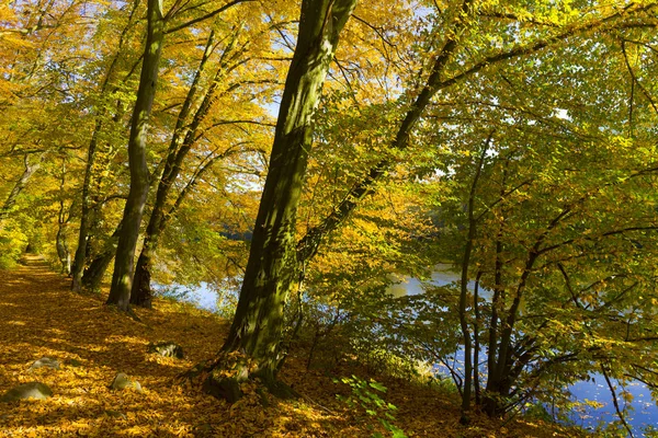 Outono Colorido Natureza Com Grandes Árvores Velhas Sobre Rio Sazava — Fotografia de Stock